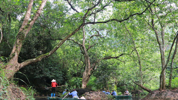 Tận mắt rừng vối cổ thụ hàng nghìn cây giữa vùng lõi di sản Tràng An - 16
