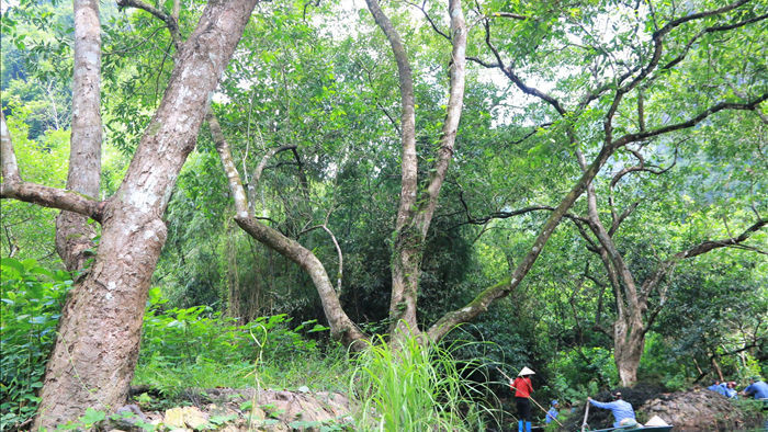 Tận mắt rừng vối cổ thụ hàng nghìn cây giữa vùng lõi di sản Tràng An - 18