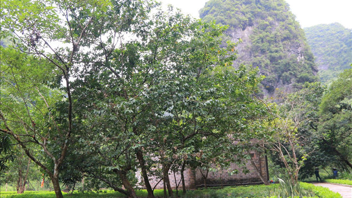 Tận mắt rừng vối cổ thụ hàng nghìn cây giữa vùng lõi di sản Tràng An - 6