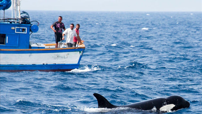 Nguyên nhân tại sao cá voi sát thủ liên tục tấn công tàu thuyền? - 1