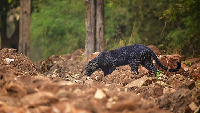 Báo đen cực hiếm bị bắt gặp băng qua đường săn nai ở Ấn Độ - 2