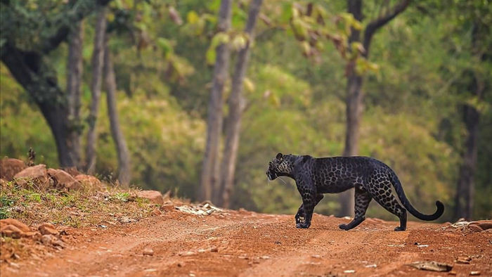 Báo đen cực hiếm bị bắt gặp băng qua đường săn nai ở Ấn Độ - 3