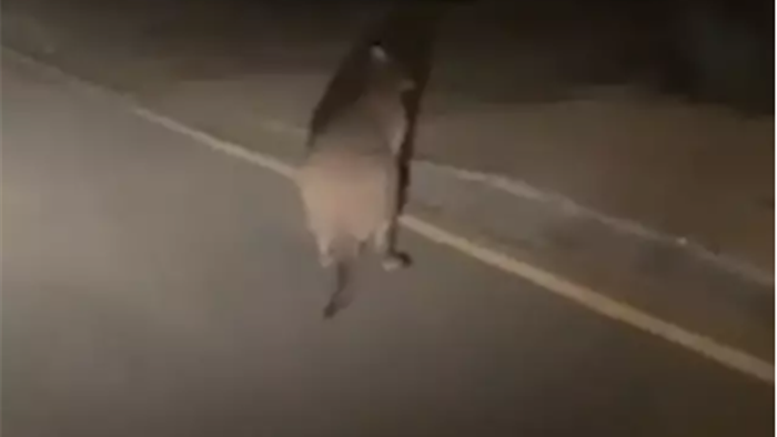 Cảnh tượng lạ mắt: Chuột túi tung tăng chạy trên đường phố Anh - 1