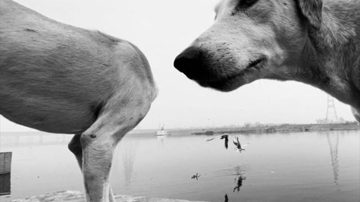 Cười nghiêng ngả với 14 bức hình thắng Giải nhiếp ảnh động vật hài năm 2020 - Ảnh 5.