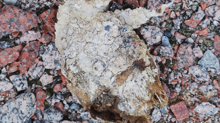 Băng tan ở Nam Cực làm lộ ra xác ướp 800 năm tuổi vẫn còn nguyên vẹn của chim cánh cụt - Ảnh 1.