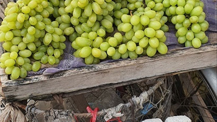 Nho xanh không hạt giá 'siêu rẻ' bán tràn lan, người trồng nho ở Ninh Thuận nói gì?
