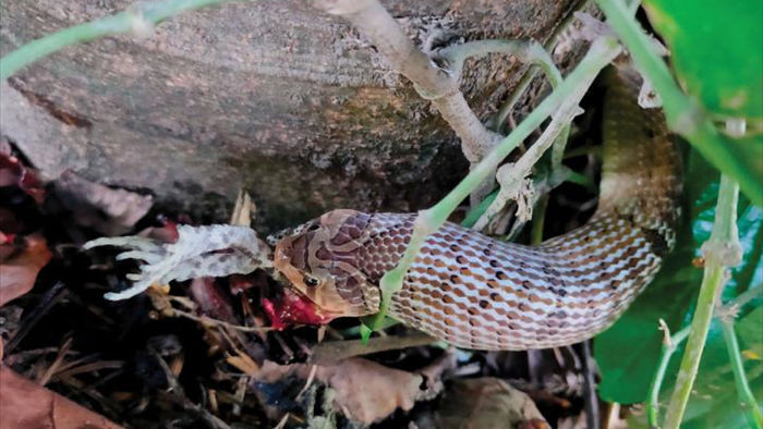 Giải mã loài rắn có tập tính ghê sợ: Chỉ thích chui đầu vào cơ thể con mồi để ăn nội tạng - Ảnh 5.