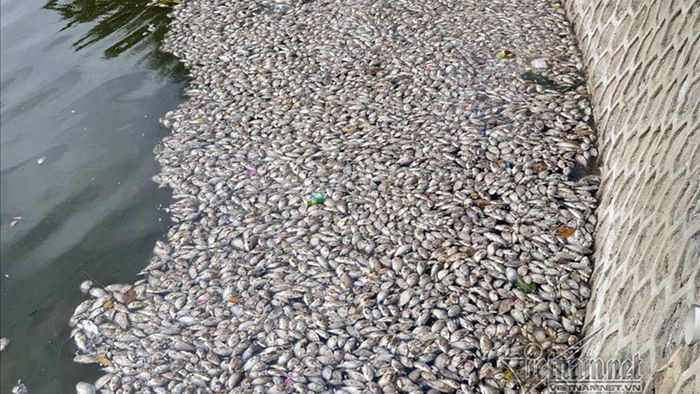 Cá lại chết trắng hồ điều hòa ở Quảng Ninh, nhân viên vớt không xuể