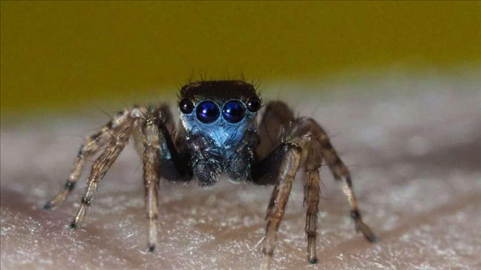 Phát hiện loài nhện nhảy mặt xanh tí hon mới ở Úc - 1