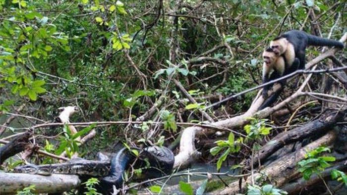 Bầy khỉ nỗ lực hợp sức giải cứu con non khỏi vòng vây của trăn săn mồi - 1
