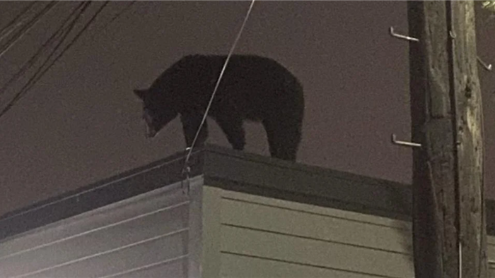 Truy tìm gấu đen nặng hơn 130 kg trèo lên mái nhà ở New Jersey - 1