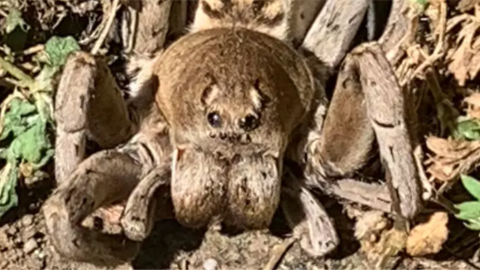 Giật mình bức ảnh chụp nhện quái vật ở sân sau nhà - 1