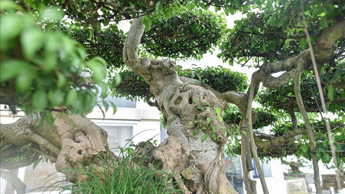 Cây sanh cổ trăm tuổi đắt giá ngang căn chung cư cao cấp ở Hà Nội - 8 Cây sanh cổ trăm tuổi đắt giá ngang căn chung cư cao cấp ở Hà Nội - 8