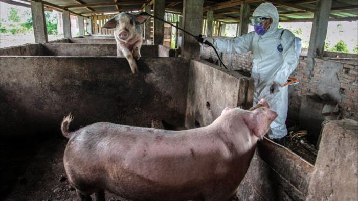 Phát hiện chủng virus corona cực kỳ nguy hiểm, có thể lây từ lợn sang người - 1