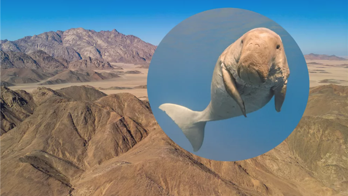 Bò biển khổng lồ cổ đại từng bơi qua sa mạc Ai Cập khô cằn ngày nay - 1