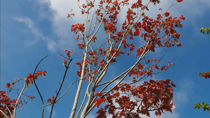 Ngắm phong lá đỏ chuyển màu rực rỡ ở cao nguyên đá vôi cao thứ 2 Việt Nam - 8