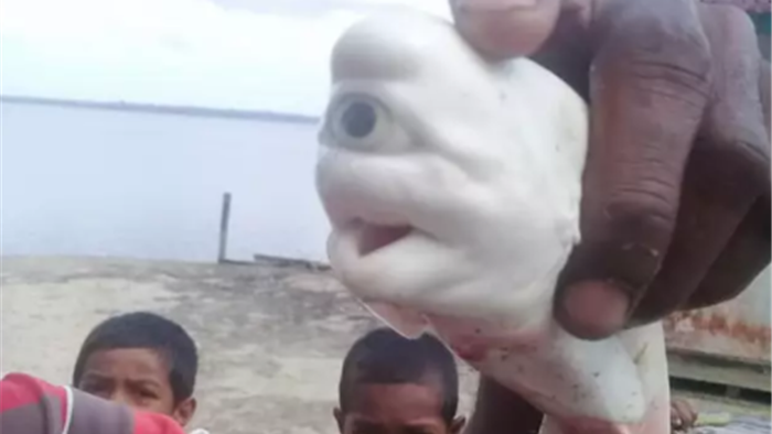 Bắt được cá mập bạch tạng 1 mắt ở Indonesia - 3