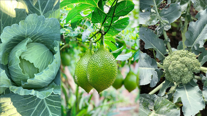 Đã mắt khu vườn 700m2 đủ loại rau củ quả sạch của gia đình ở Đắk Lắk - 2