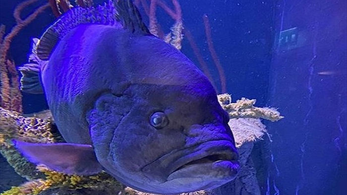 Cá mú trầm cảm sau khi chén sạch những con cá khác trong bể - 1