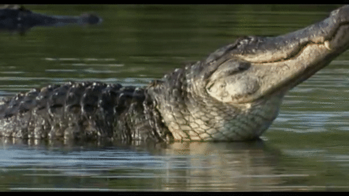 Cá sấu đực húc lật đổ thuyền và chặn đường không cho cô gái bơi vào bờ - 2