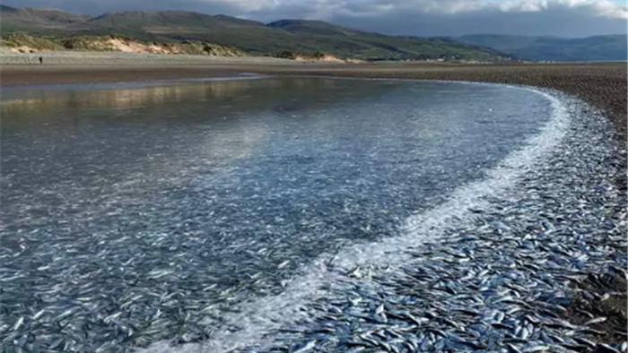 Hàng triệu con cá nhỏ dạt vào bờ biển xứ Wales - 1