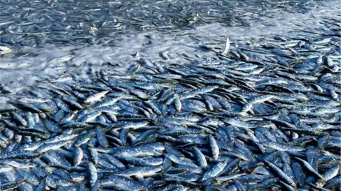 Hàng triệu con cá nhỏ dạt vào bờ biển xứ Wales - 2