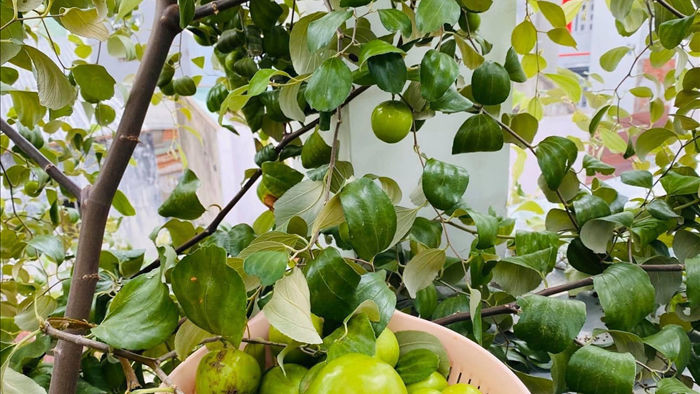 Khu vườn 20m2 rau trái tươi tốt trên sân thượng của vợ chồng trẻ ở Sài Gòn - 2