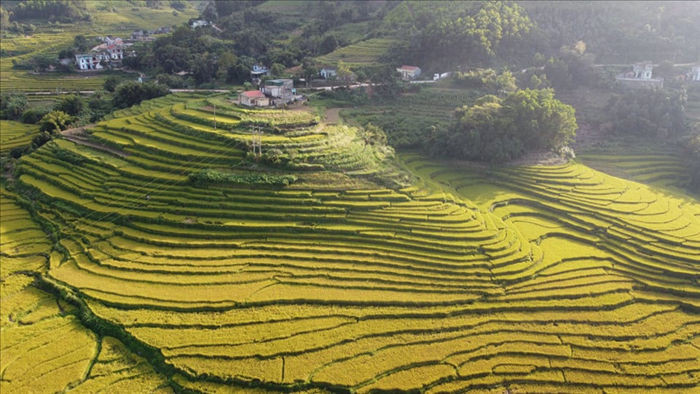 Về vùng cao Tiên Yên ở Quảng Ninh ngắm mùa vàng rực rỡ - 1