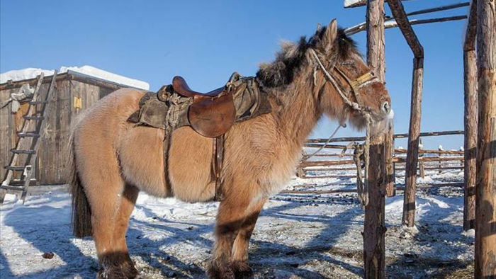 Loài ngựa kỳ lạ có thể sống bình thường dưới -70 độ C ở Nga - 1