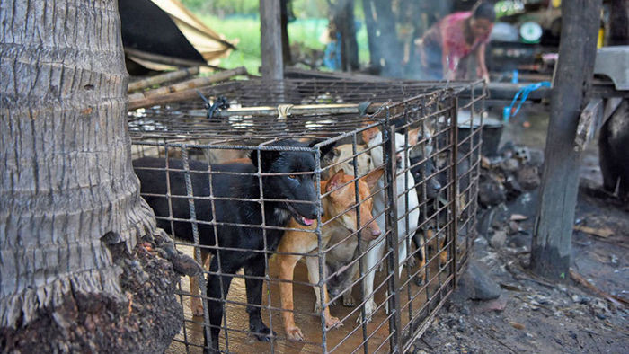 Sợ bệnh tật, người Campuchia bắt đầu nói không với thịt chó