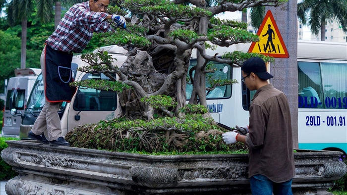 Mãn nhãn với cây sanh cổ song thân, đẹp từng centimet của đại gia Hà Nội - 2 Mãn nhãn với cây sanh cổ song thân, đẹp từng centimet của đại gia Hà Nội - 2