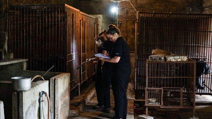 Cứu hộ 2 cá thể gấu ngựa bị nuôi nhốt 18 năm tại Phú Thọ - 8