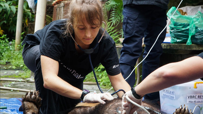 Cứu hộ 2 cá thể gấu ngựa bị nuôi nhốt 18 năm tại Phú Thọ - 6