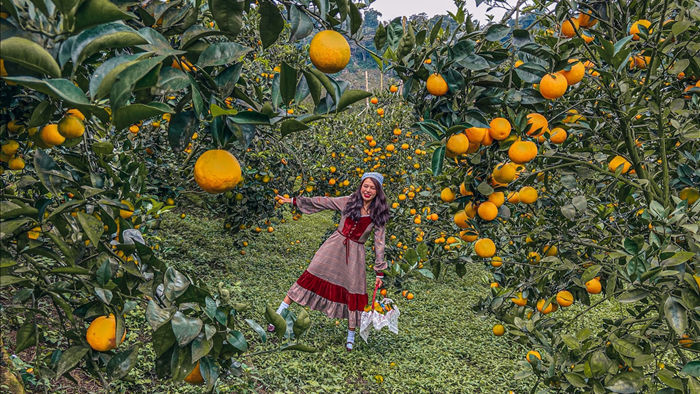 Check-in vườn cây “trái vàng” cam canh Mộc Châu - 7