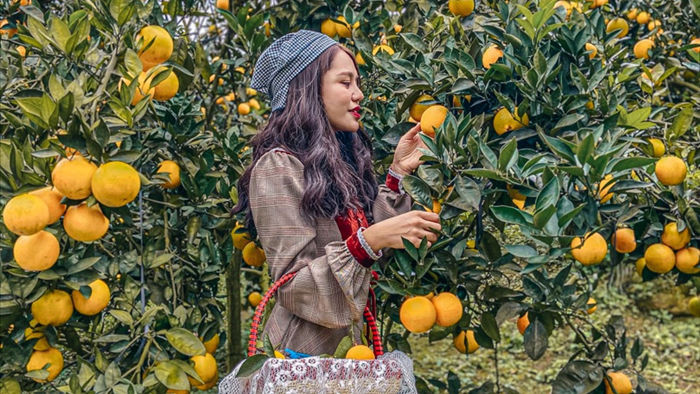 Check-in vườn cây “trái vàng” cam canh Mộc Châu - 9