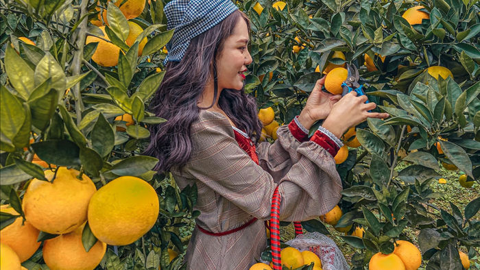 Check-in vườn cây “trái vàng” cam canh Mộc Châu - 2