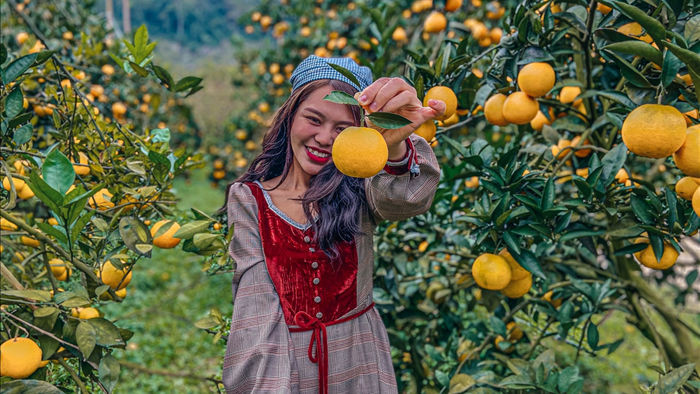 Check-in vườn cây “trái vàng” cam canh Mộc Châu - 8