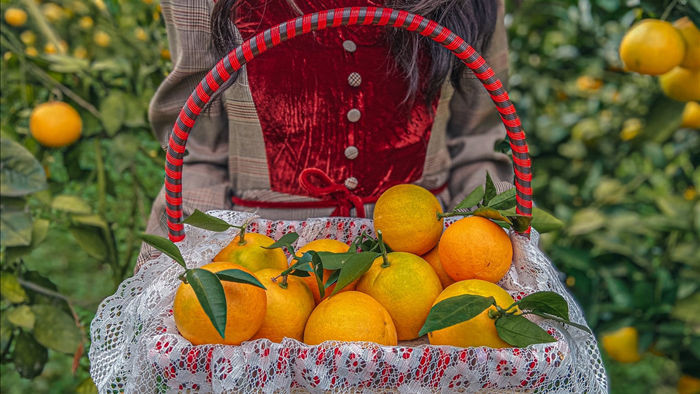 Check-in vườn cây “trái vàng” cam canh Mộc Châu - 10