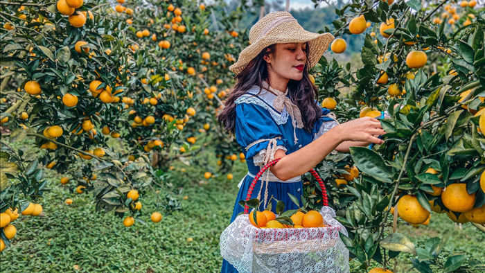 Check-in vườn cây “trái vàng” cam canh Mộc Châu - 11