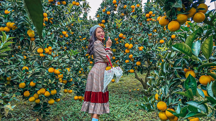 Check-in vườn cây “trái vàng” cam canh Mộc Châu - 4