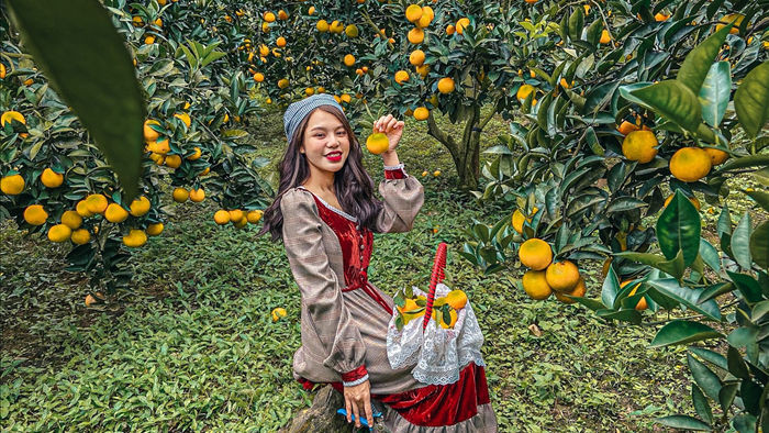 Check-in vườn cây “trái vàng” cam canh Mộc Châu - 1