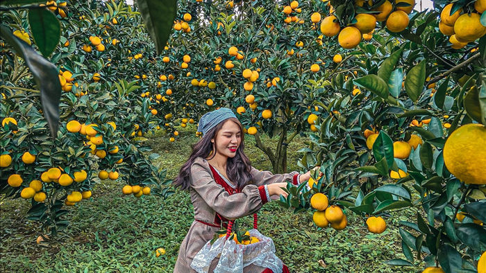 Check-in vườn cây “trái vàng” cam canh Mộc Châu - 6