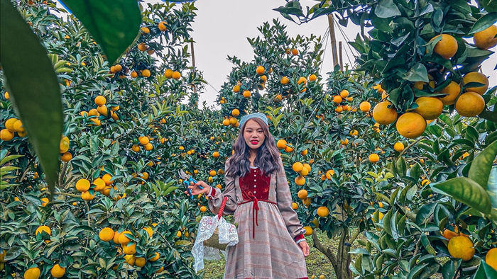 Check-in vườn cây “trái vàng” cam canh Mộc Châu - 5