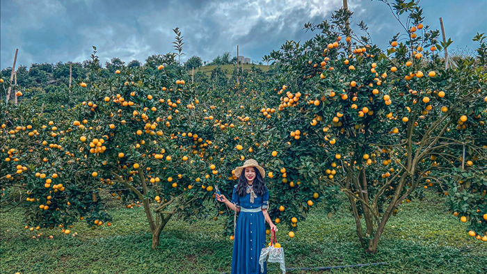 Check-in vườn cây “trái vàng” cam canh Mộc Châu - 12