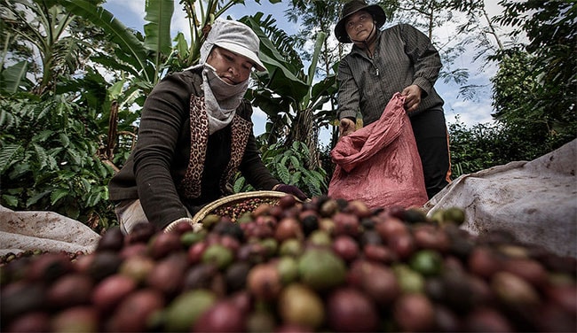 Phần lớn cà phê nước ta thuộc giống Robusta nổi bật với vị đắng gắt.