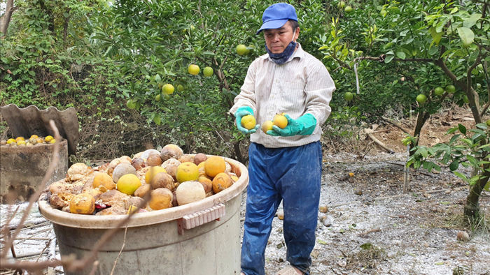 Người nông dân xót xa cắt loại cam có giá gần 100.000 đồng/quả dịp Tết làm phân bón