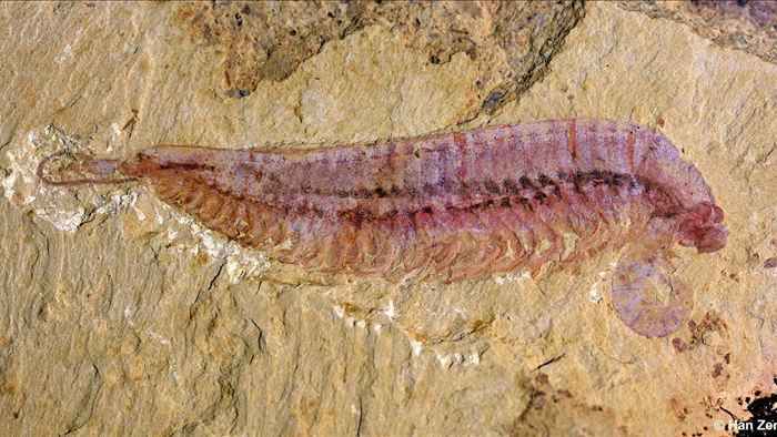 Hóa thạch siêu hiếm tiết lộ nguồn gốc động vật chân đốt - 1