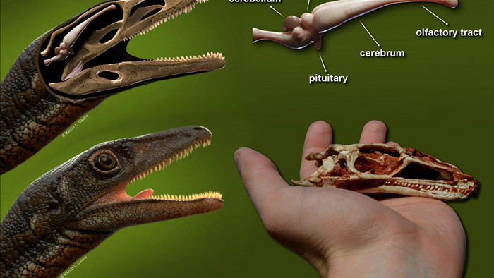 Tái tạo thành công bộ não của một trong những loài khủng long già nhất - 1