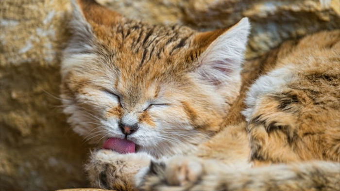 Sự thật thú vị về Mèo Cát - loài tiểu hổ duy nhất có thể sống trên sa mạc - Ảnh 2.