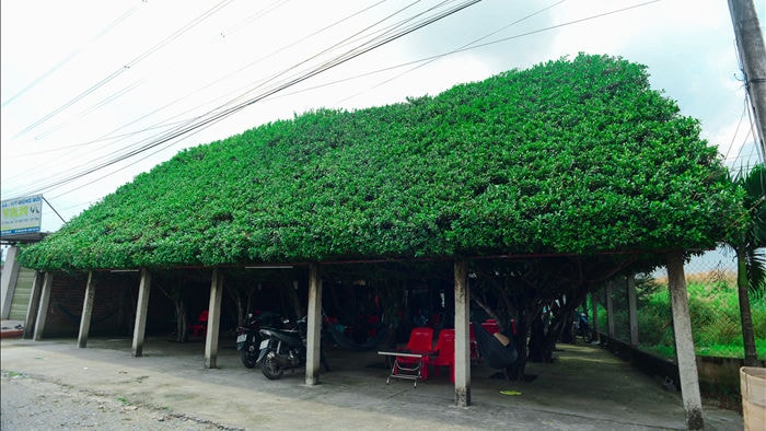 Quán cà phê tạo từ 24 cây si “khủng”, bên trong mát như máy lạnh ở Long An - 6 Quán cà phê tạo từ 24 cây si “khủng”, bên trong mát như máy lạnh ở Long An - 6